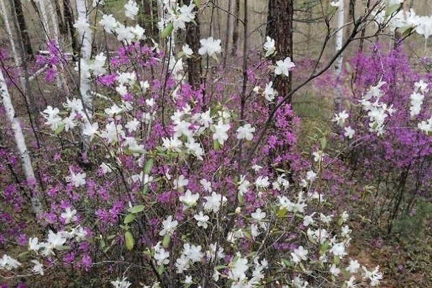 Белые цветы багульника