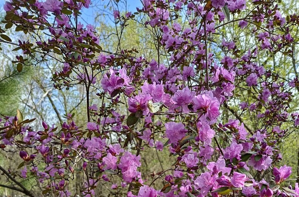 Цветение багульника