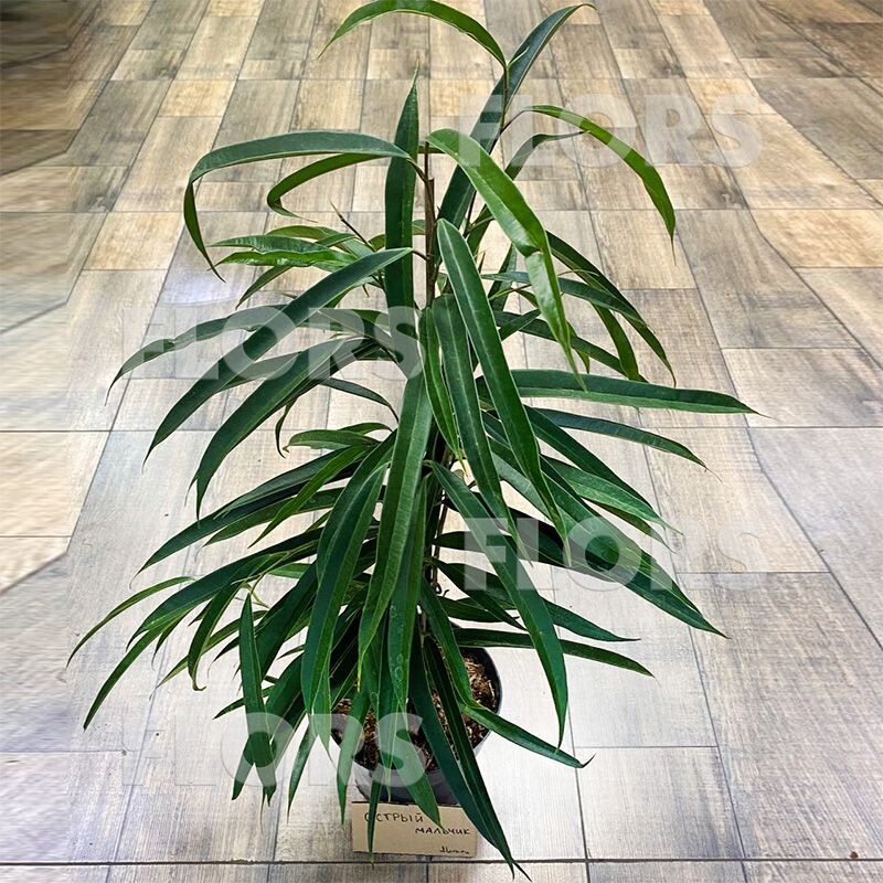 Фикус Али (на визитке - Острый мальчик)