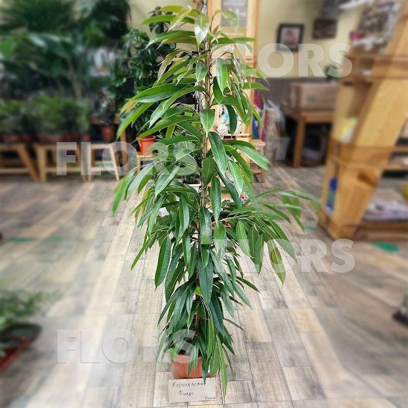 Фикус Амстел Кинг (на визитке - Королевский фикус)