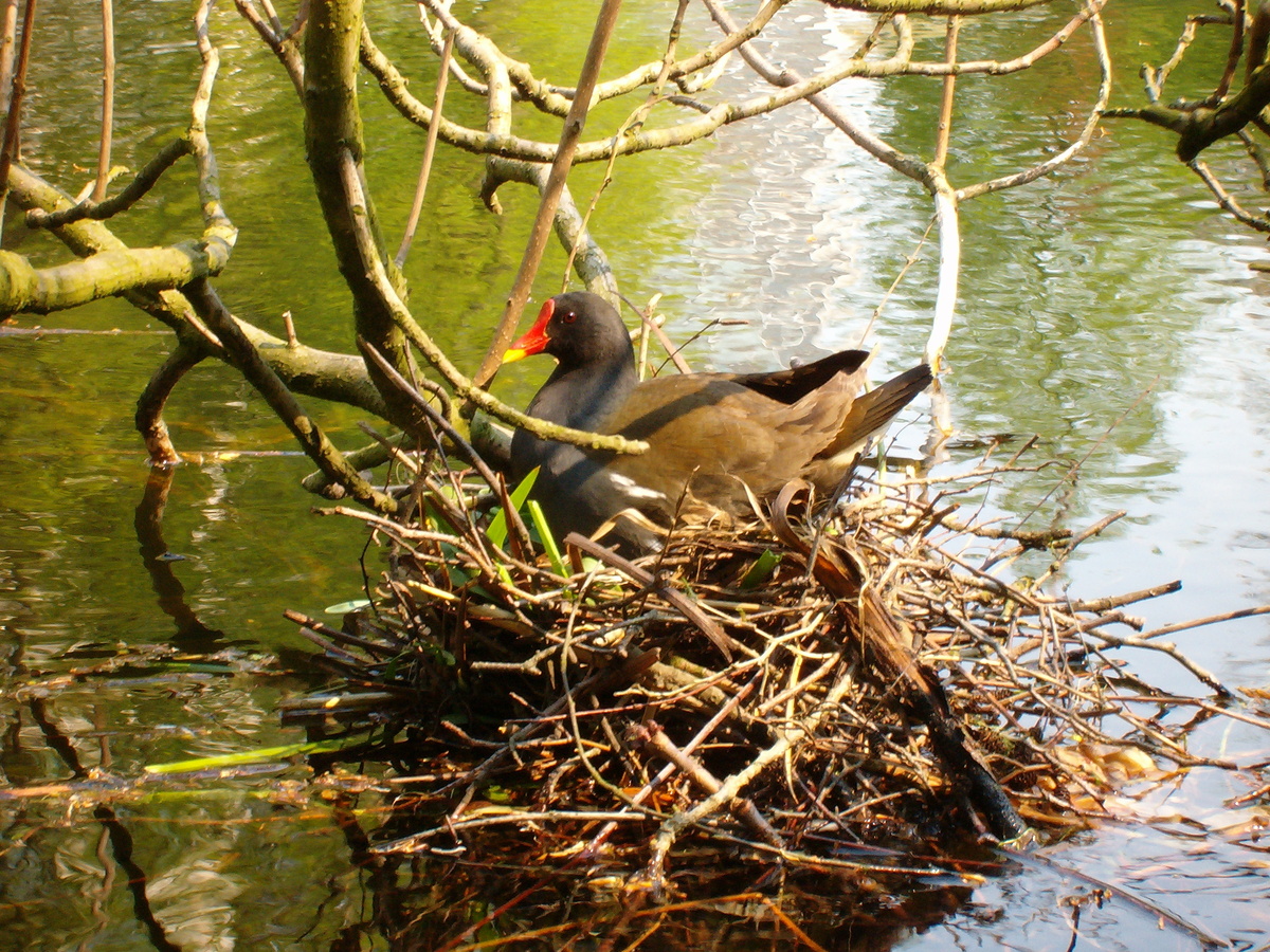 Камышница. Бремен. Германия.