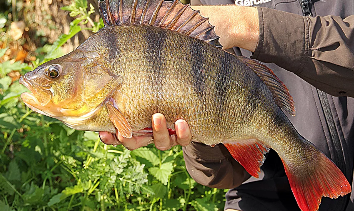 Фото с сайта: https://ryb-putnik.ucoz.net/_pu/0/89555194.png