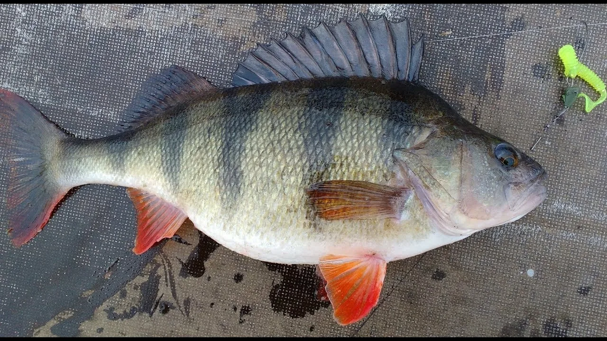 Фото с сайта: https://i.ytimg.com/vi/K9aufY5Huao/maxresdefault.jpg