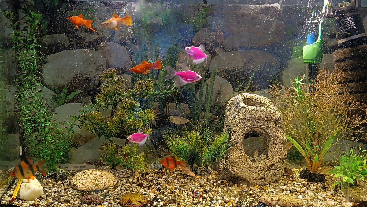 Вот оно, мое персональное рыбное хозяйство. 🐠🐟🐋🐡🐬Мечта детства. 40 литров. Мало! Хочу соточку))) 