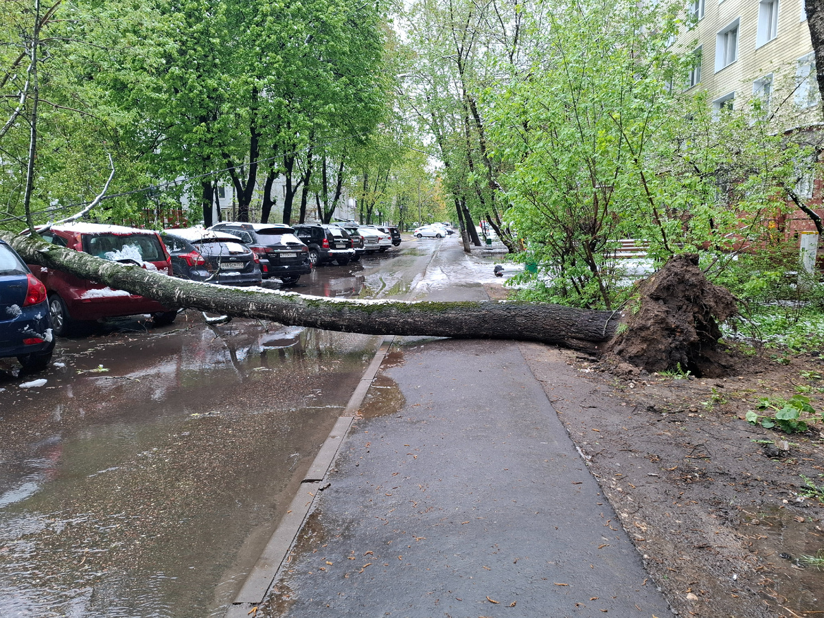 У нас позавчера кучу деревьев повалило... и снегом впе замело