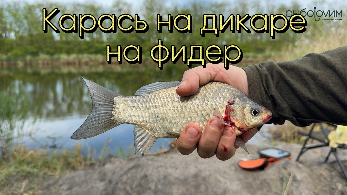 Ловля карася на фидер. Фото автора, при использовании ссылка обязательна.