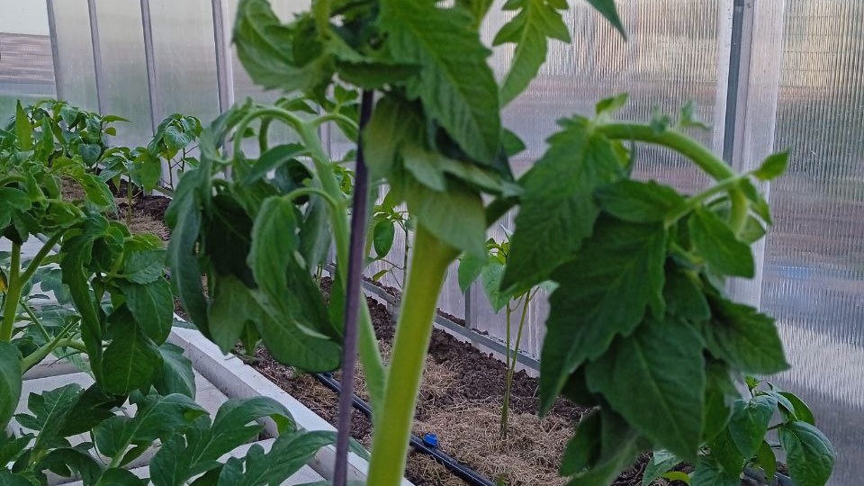 Почему верхушки томатов закручиваются: мой опыт и советы для вашего урожая