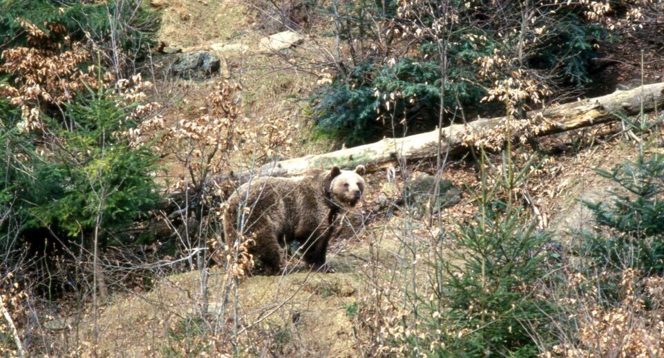    Konstantin Mikhailov/Russian Look / www.globallookpress.com