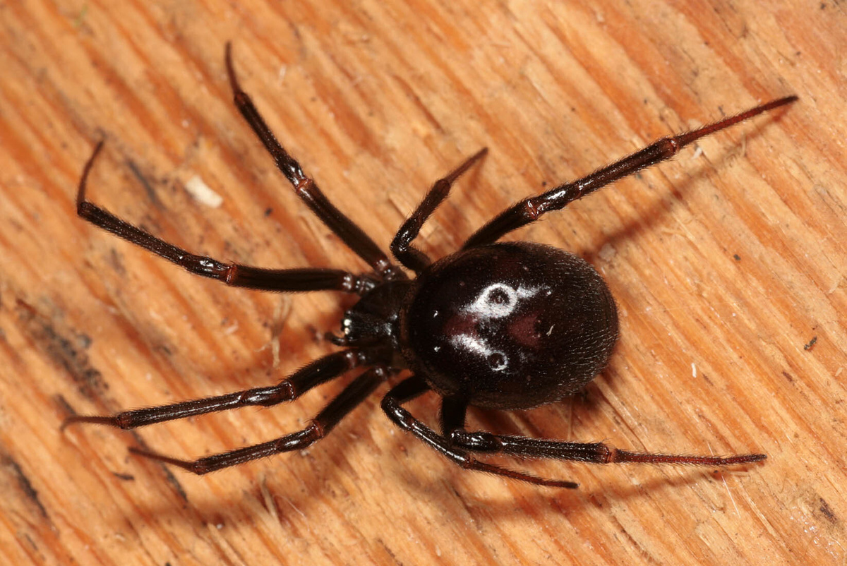 Стеатода крупная, источник фото: tourister.ru