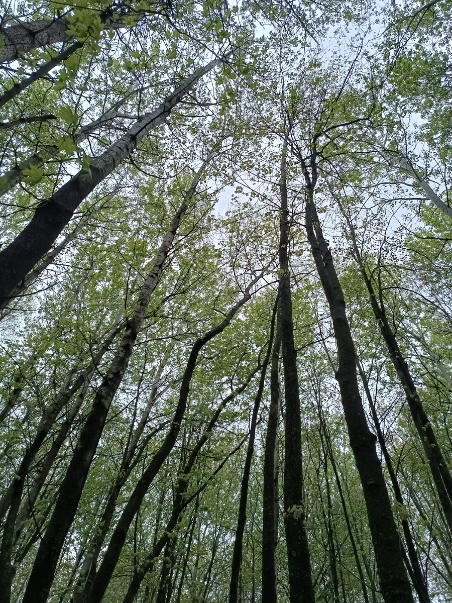 Доброе время суток, дорогие мои. Давно ничего не писала, вот решила послать вам весточку. Приветствую новых подписчиков на канале, спасибо, так приятно, видео не могу выложить, а люди подписываются. ☺ В субботу поехали в лес в надежде найти сморчки, но туда где мы обычно набирали грибы попасть не смогли, дорогу размыло дождями. Решили не рисковать и зайти в лес возле дороги.