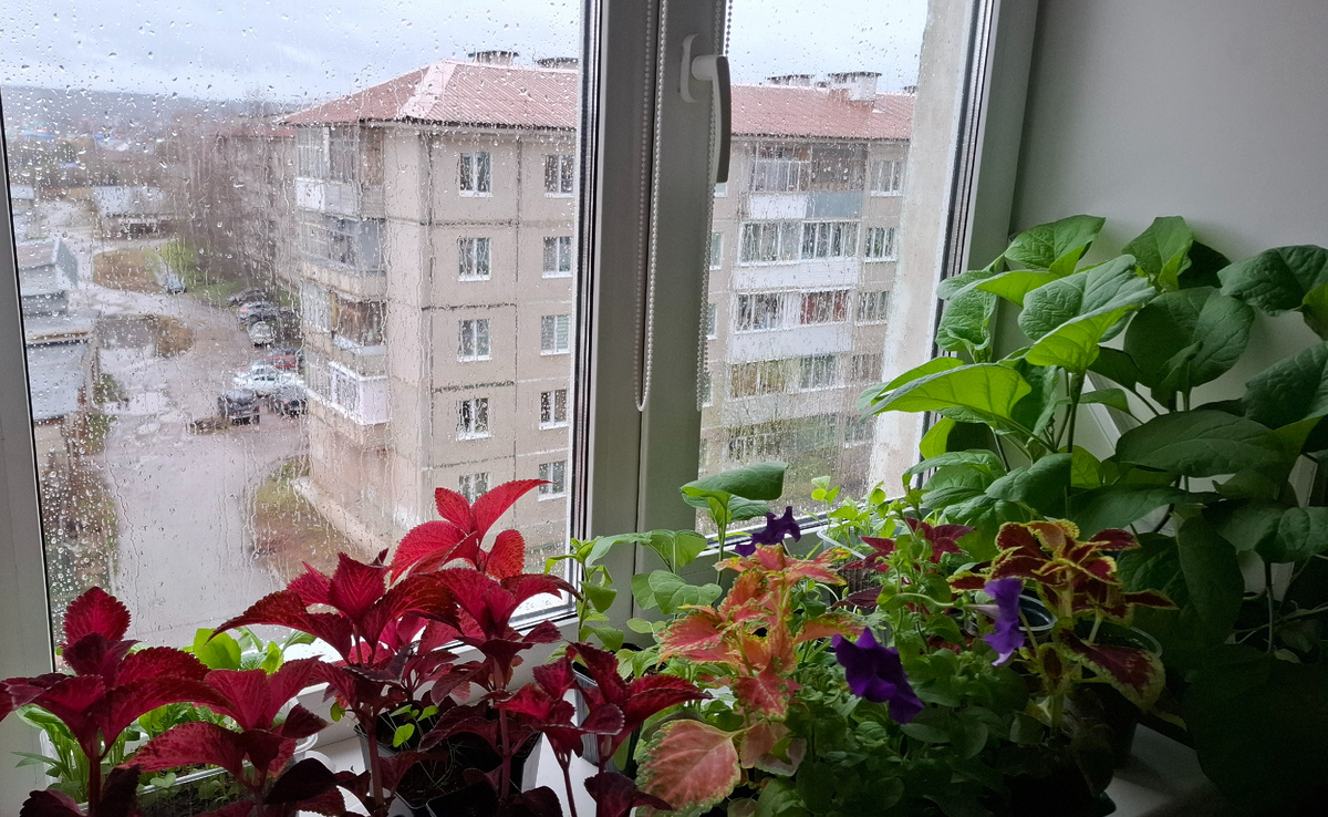 Колеусы. Семена были сборные, поэтому разной расцветки