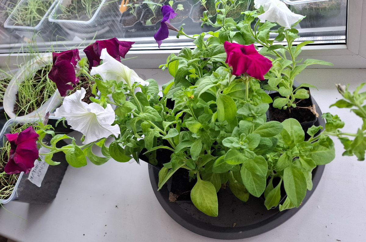 Часть петунии уже цветёт и ждёт обрезки