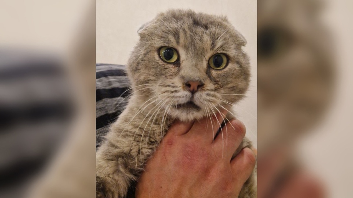    Волонтеры группы «Кошкин дом Донецк» просят курян приютить животных