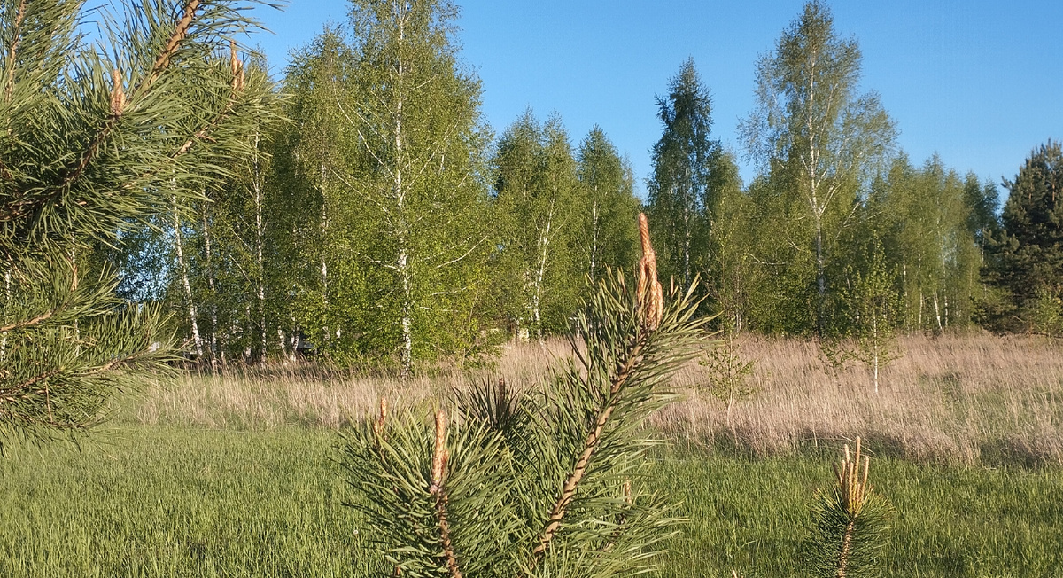 Прекрасная природа в Жёлтых Песках. Фото из личного архива.