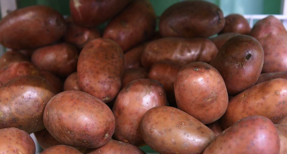    Российская агропромышленная выставка «Золотая осень» в Крокус-Экспо / Медиасток.рф