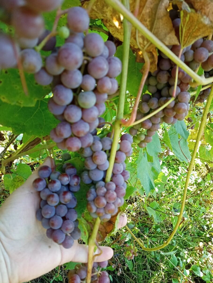 Моя Изабелла. Ещё не осень