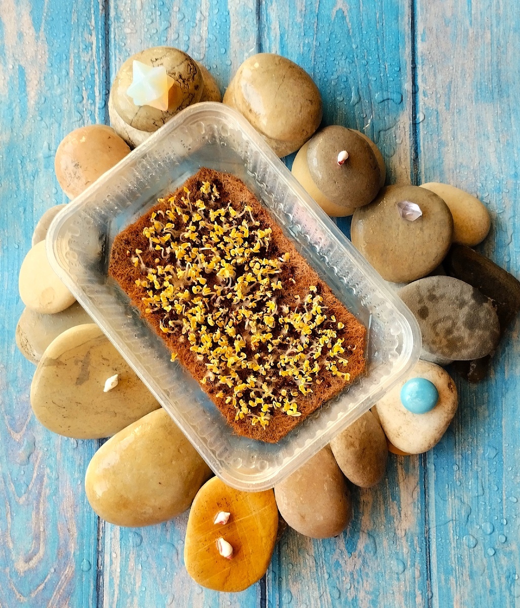 Микрозелень кале первые часы на свету после проращивания в темноте. 