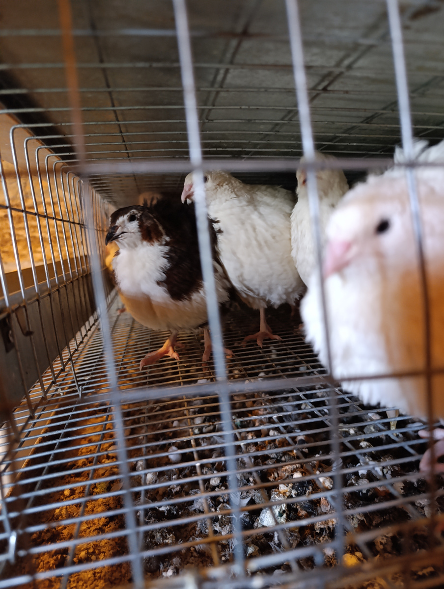 Смокинговый перепел