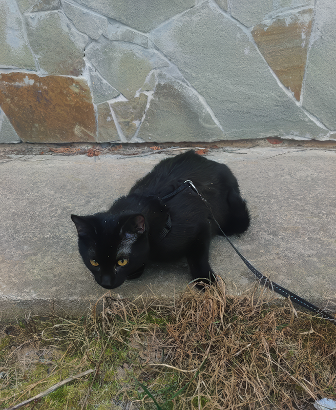 Уголек гуляет на шлейке, пока я привожу в порядок клумбу