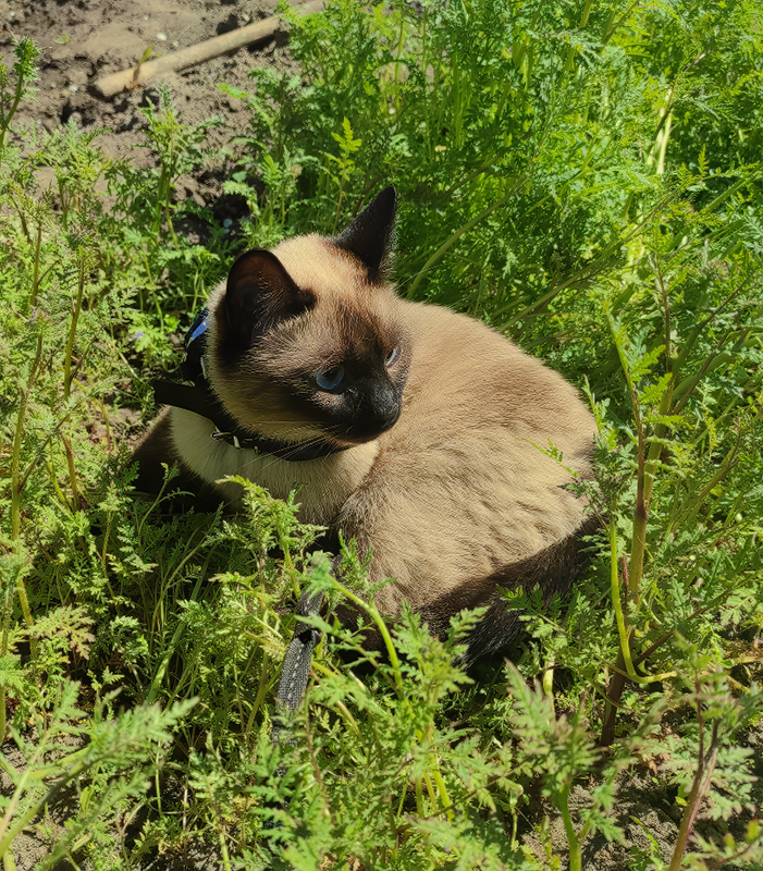 Никуся помогает мне на бубушкиной даче