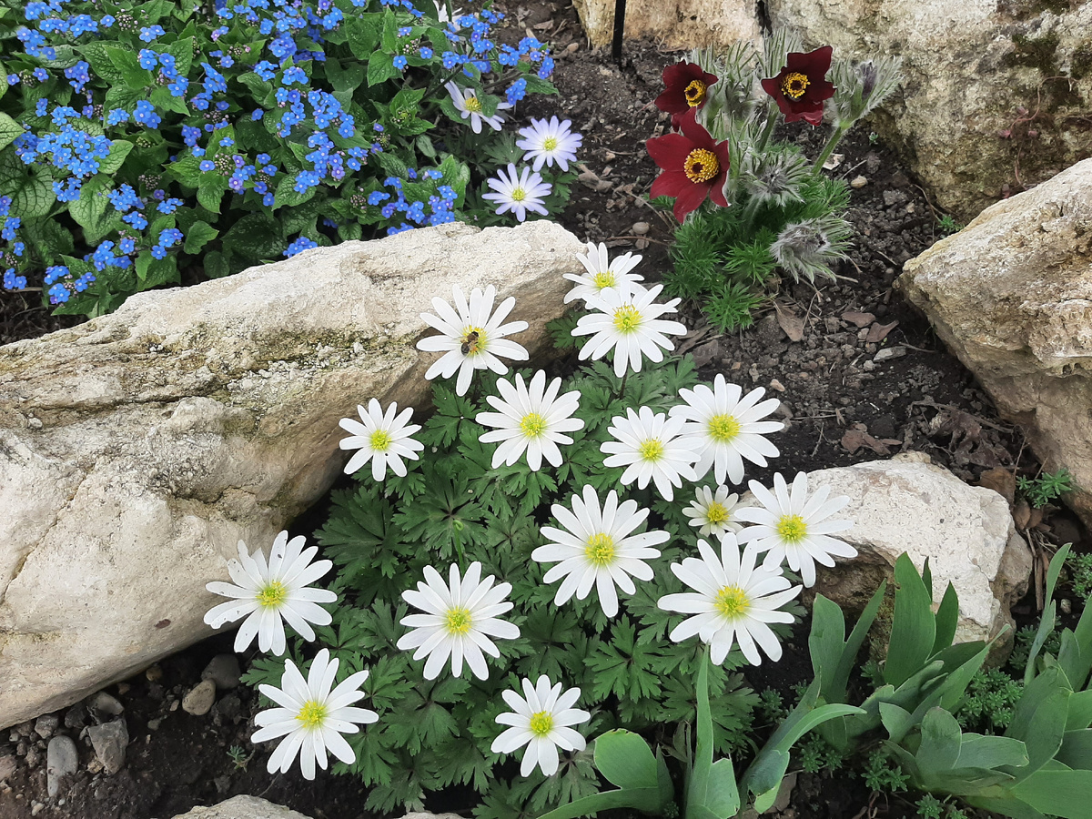 Анемона White Splendour