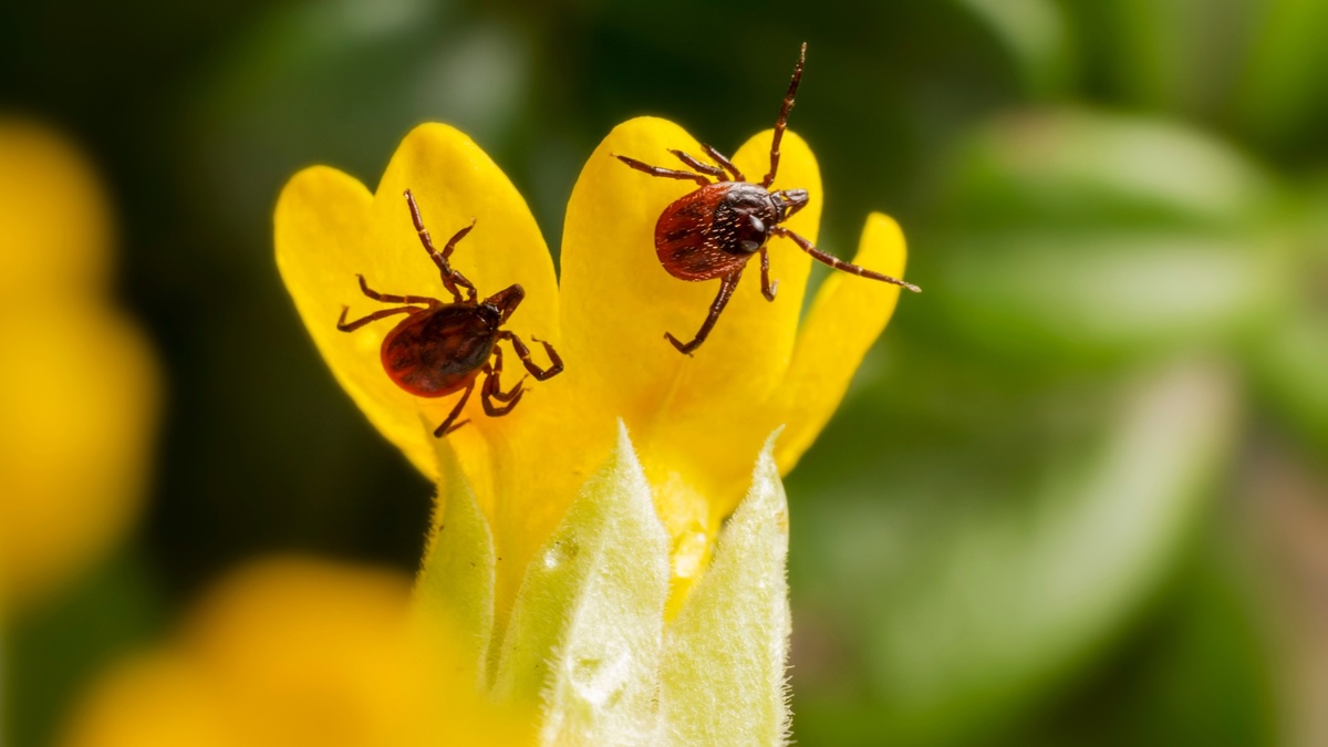 Многие думают, что клещи активны только весной. Они могут быть активны с наступлением температуры выше +5 градусов и вплоть до поздней осени.