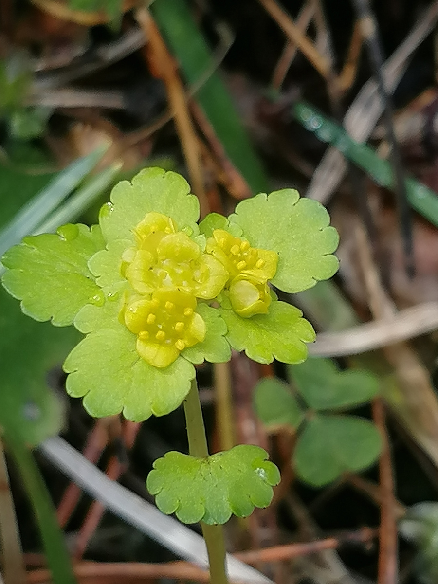 Уральский первоцвет