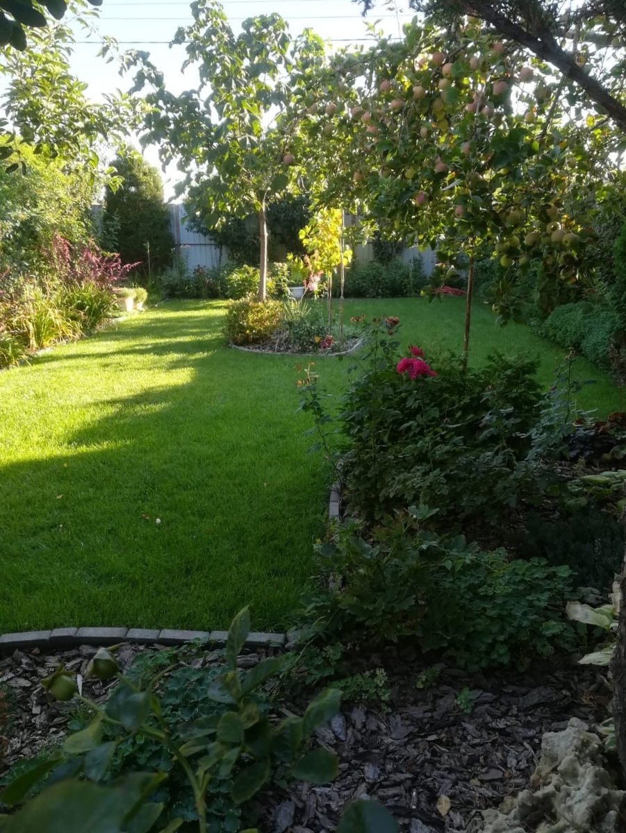 Павловния позапрошлой осенью.