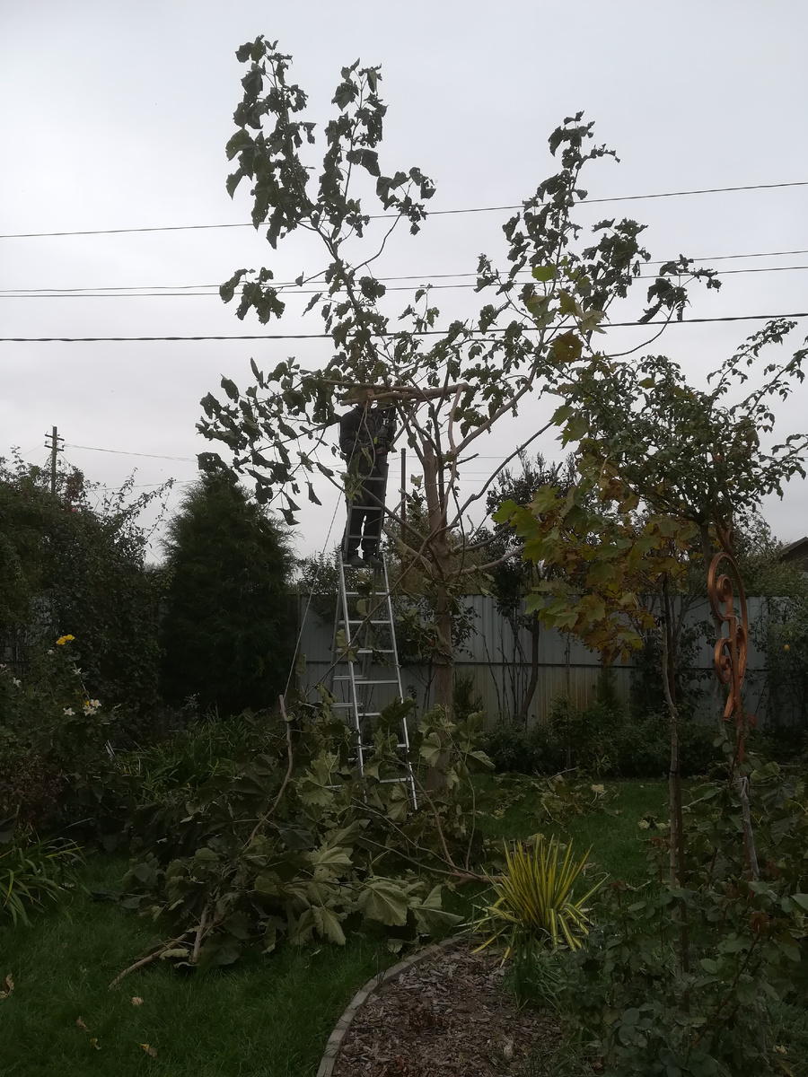 Это уже прошлый октябрь. Пилите, пилите, она золотой станет. В смысле, пушистой.