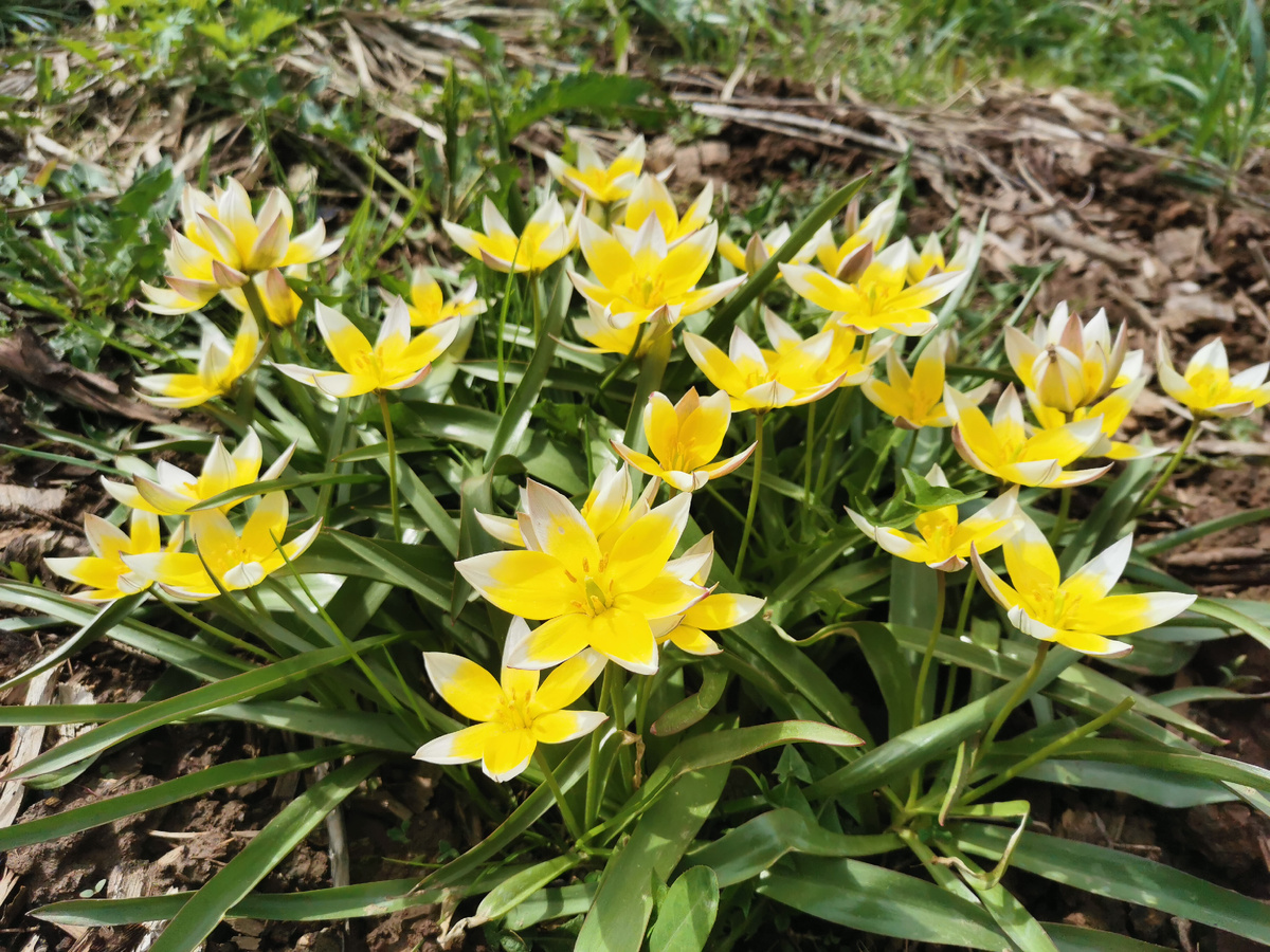 Tulipa tarda 