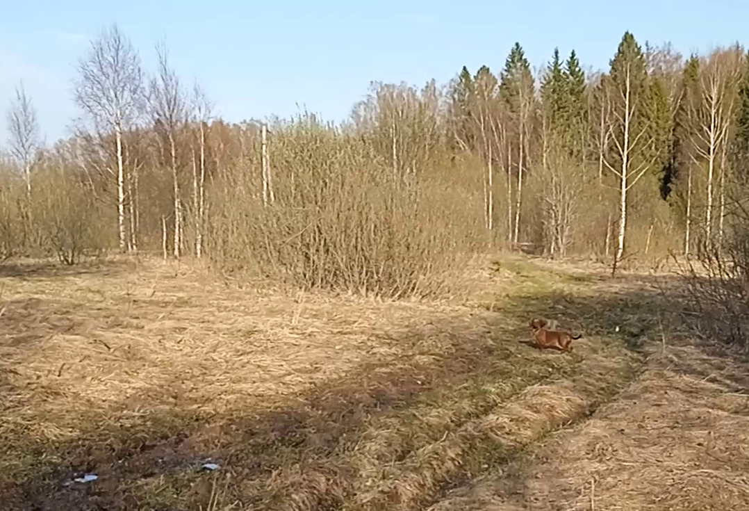 Потомок великих предков - охотников, на генном уровне чует добычу и готова к лесным приключениям.