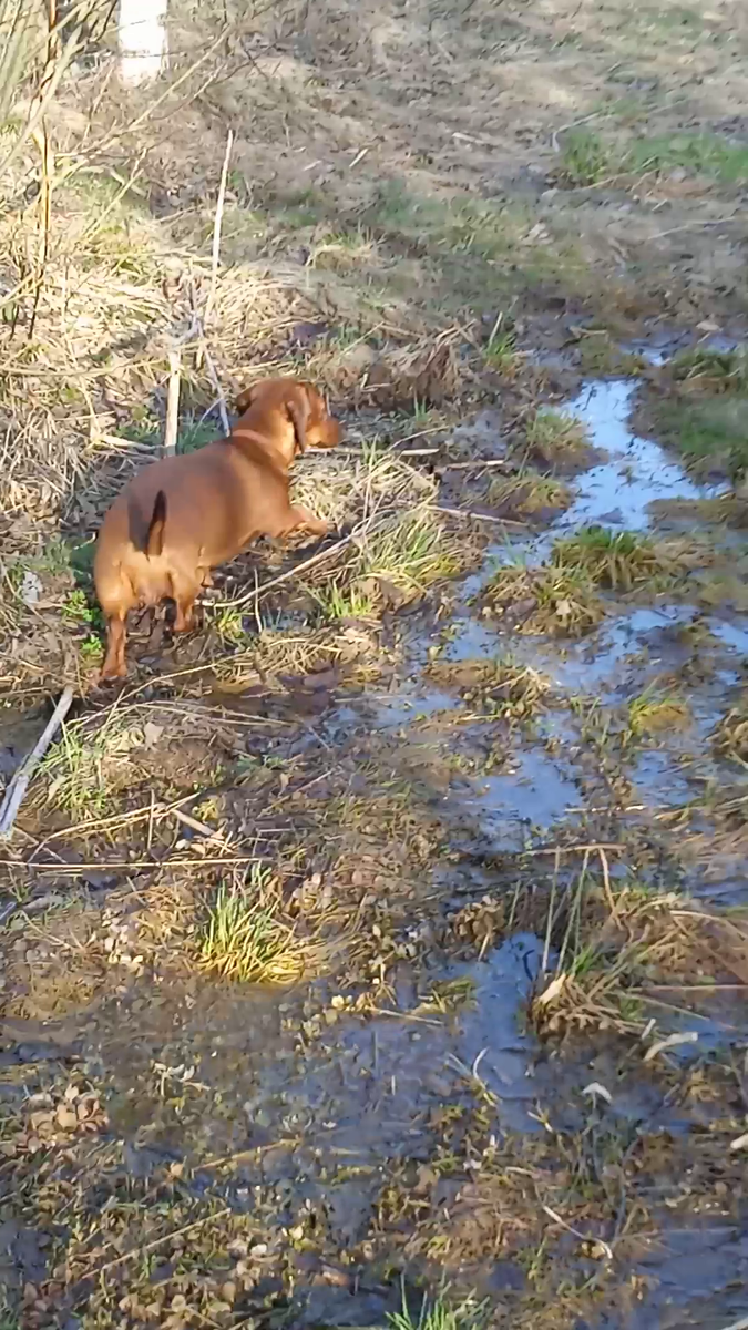 Всё тело собаки напряжено, а хвост замирает в состоянии морковки, устремлённой в небо.