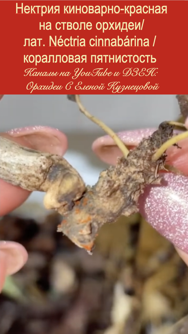  Нектрия киноварно-красная на корневой шейке орхидеи фаленопсис