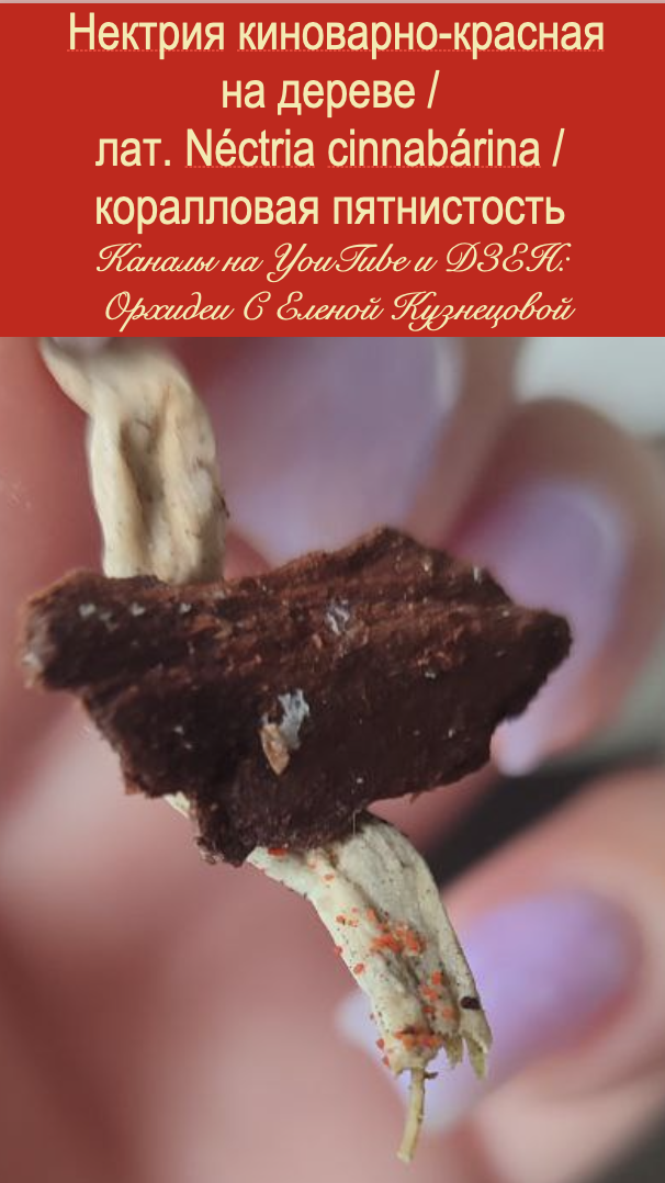  Нектрия киноварно-красная на мертвом веломене корня орхидеи