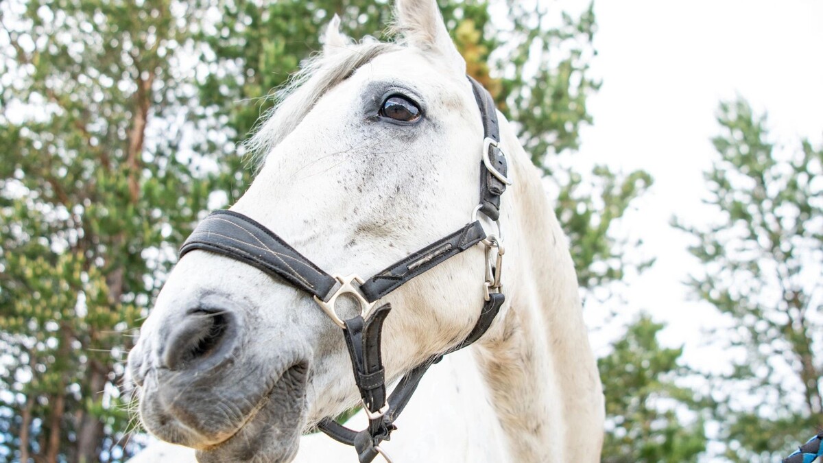    Фото: Юрий Здебский/«Ямал-Медиа»