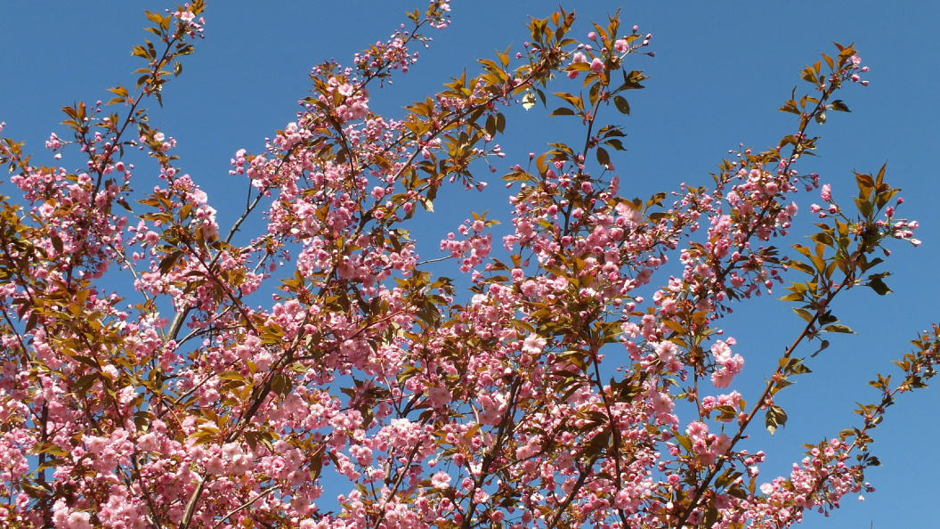    Фото: Victor Lisitsyn/Globallookpress