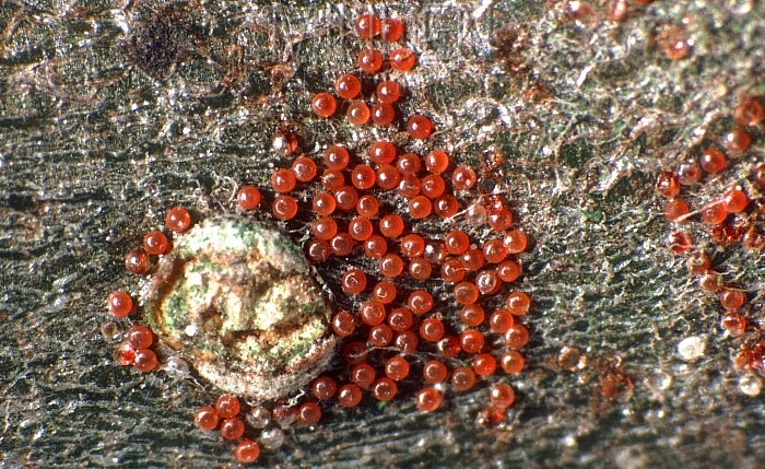 Если не знать, чья это икра, выглядит даже аппетитно... 