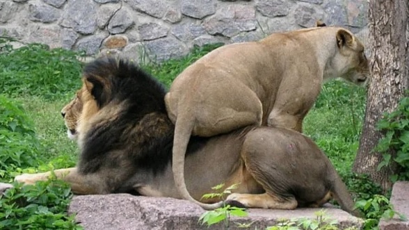 /картинки из доступного фонда Яндекс.Картинки/