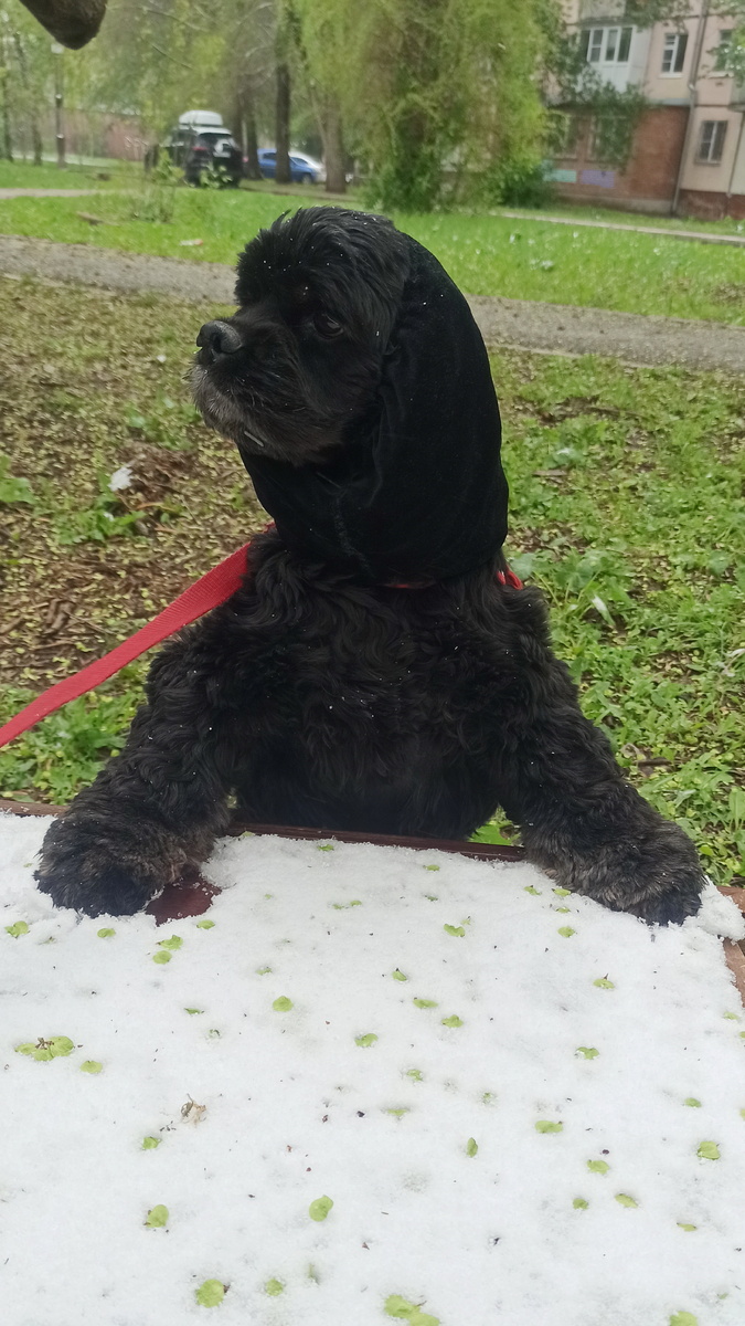Американский кокер спаниель Айша. Тольятти, 28 апреля 2025.