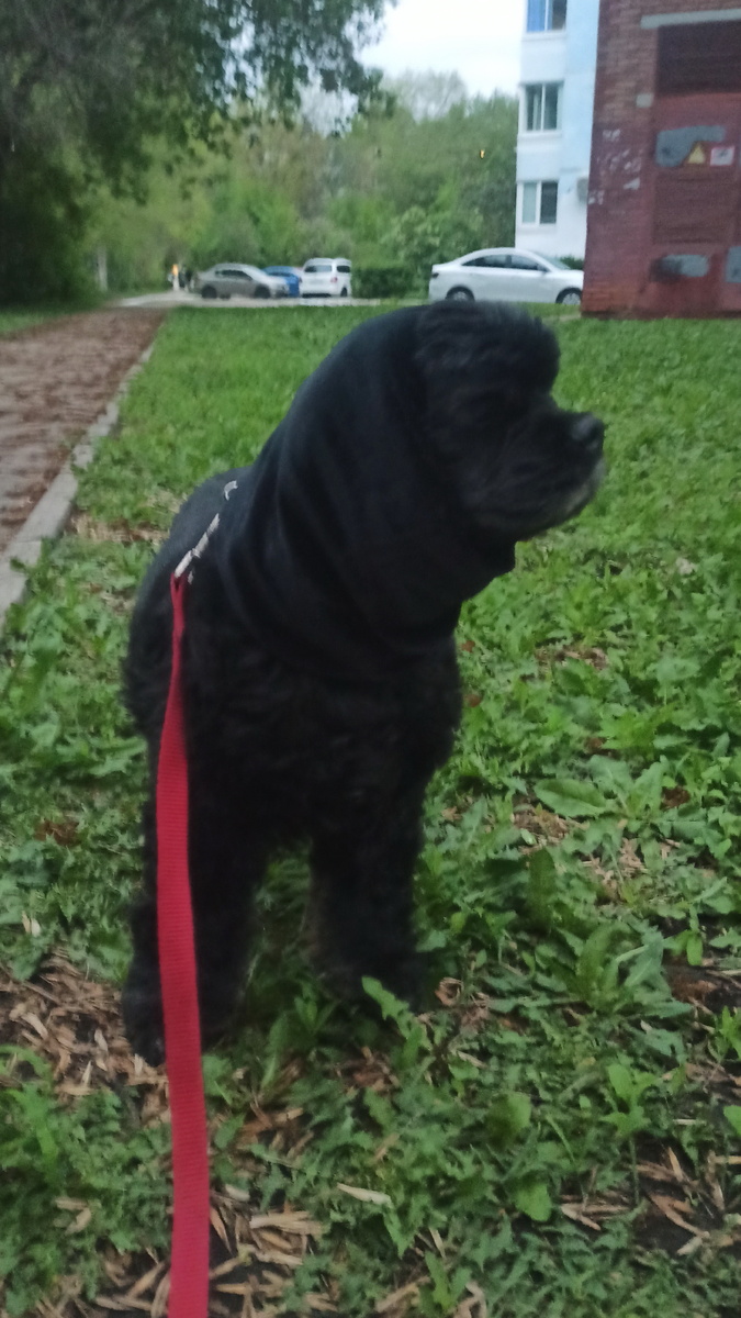 Американский кокер спаниель Айша. Тольятти, 28 апреля 2025.