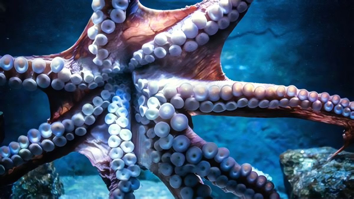 Осьминог в среде обитания