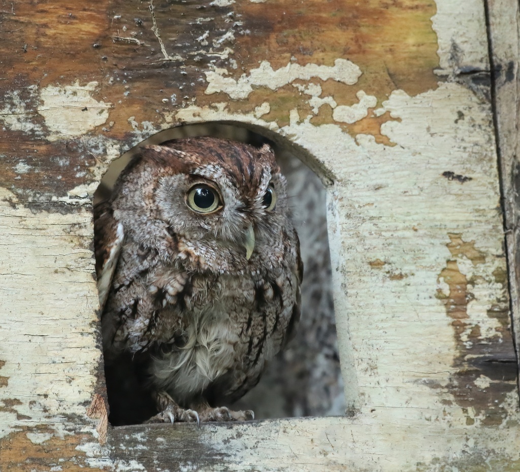 Североамериканская совка, фото Thomas A Smith