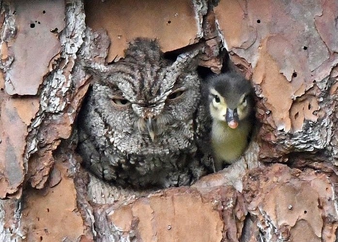 Гнездовой сюрприз: как каролинка обманула сову