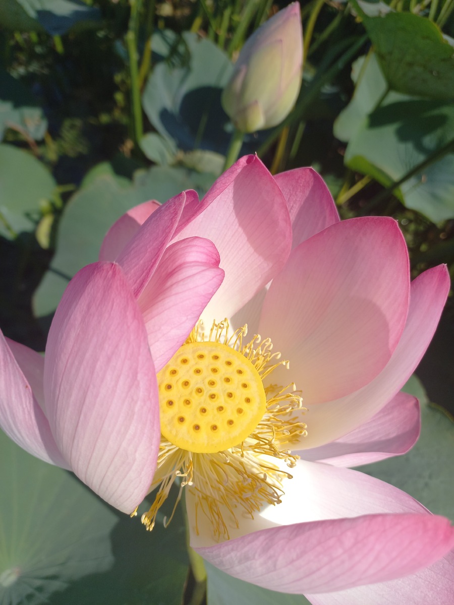 Красавец цветок