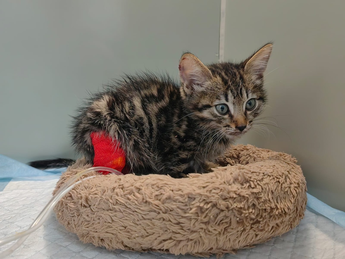 Мой Котя в стационаре, явно плохо человеку.