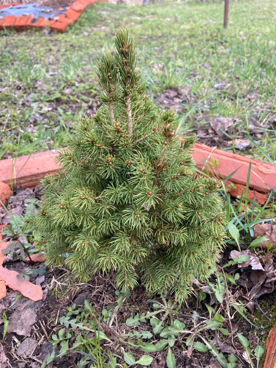 Зимой и летом одним цветом. Одна из колючих любимиц