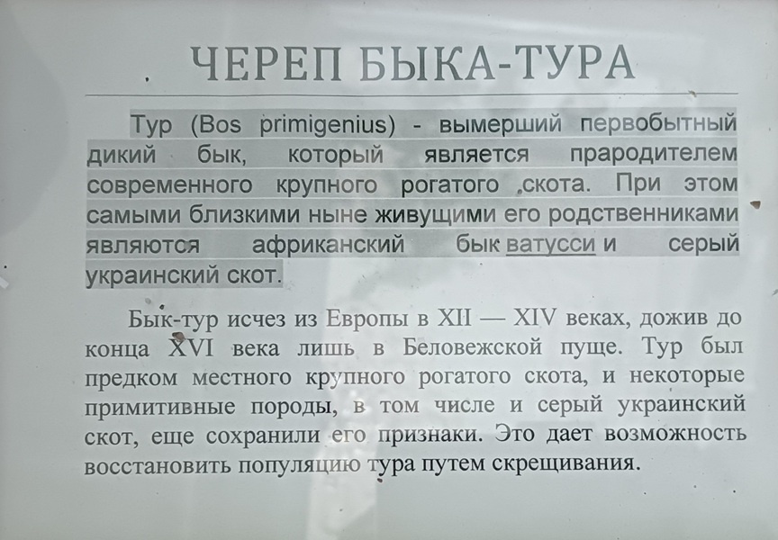 экспонаты «Павловского исторического музея»