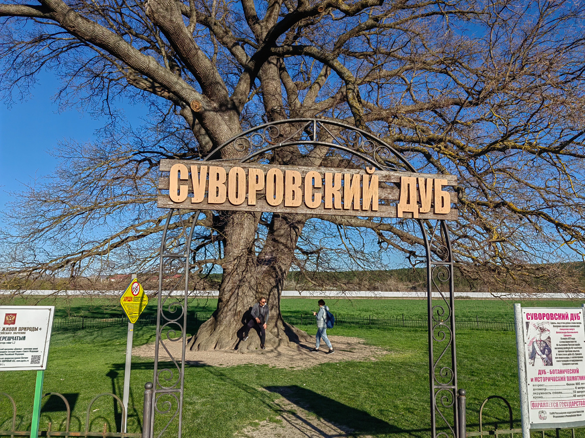 Жаль, что не застала его в листве. Дереву более 750 лет