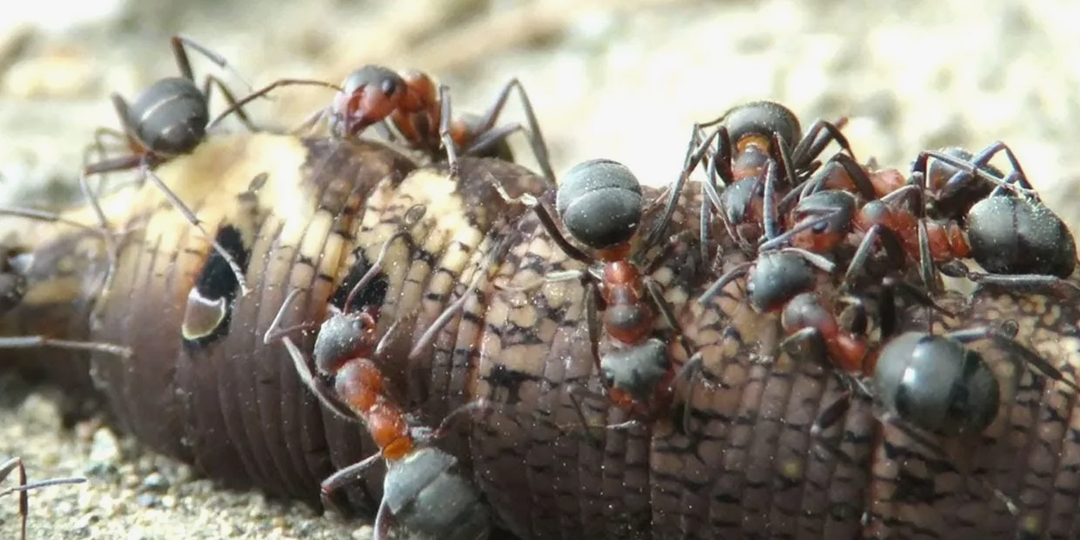 Каждое лето атакуют муравьи на участке и даже в дом пробрались. Вот чем я их выгоняю