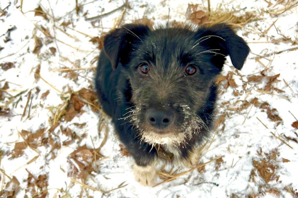   Фото: vk.com/vetsmol Елена Воронцова